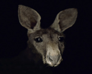 Gregory Elms: 'Preserved' Exhibition